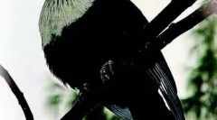 Маврикій синій голуб